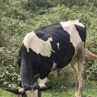 گوساله نر،ورزا