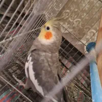فروش عروس هلندی نر با قفس