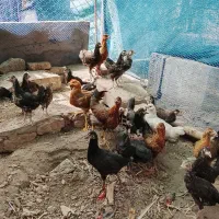 جوجه گلین فروشی.دوعدد مرغ و خروس شاخی