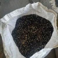 دان و گندم کبوتر و مرغ خروس