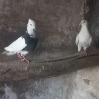 شوش