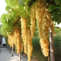 باغبانی ، سمپاشی  ، کاشت درخت، کاشت گل وچمن
