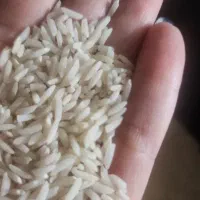برنج هاشمی درجه بک خالص