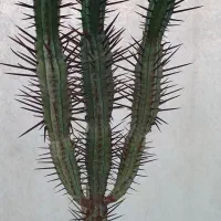 کاکتوس گیاه افوربیا