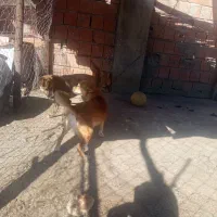 دو عدد سگ|سگ|گرگان, |دیوار