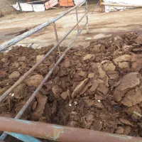 کودگوسفندی خشک