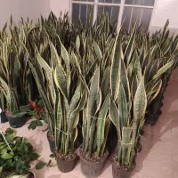 گل سانسوریا ابلغ و زانفولیا