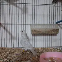 قناری ماده سیلور