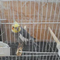 عروس هلندی نر جوان