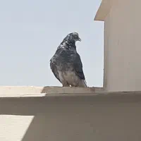 کفتر قاره نر
