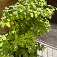 گل کاغذی.بونسای.کاکتوس.ساکولنت|گل و گیاه طبیعی|تهران, شهرک کیانشهر|دیوار