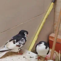 جفت کبوتر