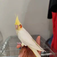 پرنده عروس هلندی