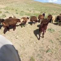 بره سبک