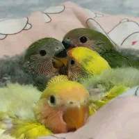 طوطی کوتوله برزیلی