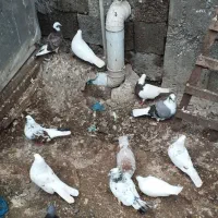 کبوتر