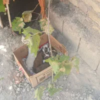 چندسگ رهاشده