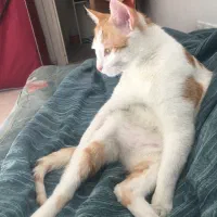 گمشده