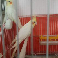 یک جفت عروس