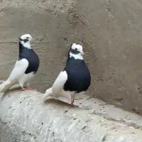 کبوترطوقی
