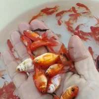 گلدفیش قرمز و کوی