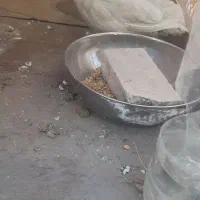 بلدرچین