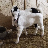 بزنر
