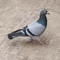 سبز المانی