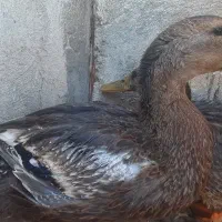 یک جفت اردک