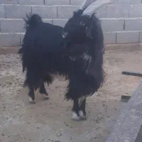 چبش خلج روزگاری