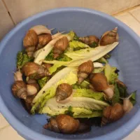 هاتون آلبیونو پک