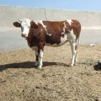 2راس گوساله