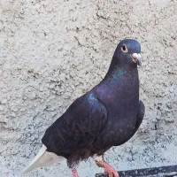 کبوتر دم سفید ماده کرمانی