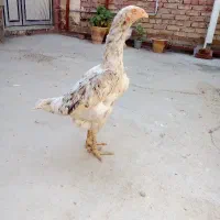 مرغ لاری