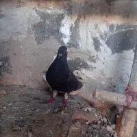 مایدوم دم سفید‌ نامور