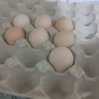 تخم مرغ محلی