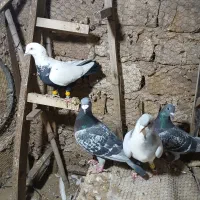 کبوتر بدرنگ دمبی سیاه مگزی