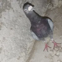 کبوتر ، کفتر ،