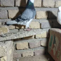 گفتر|پرنده|ساروق, |دیوار