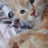 گربه میکث پرشینه