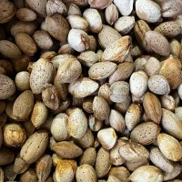 فروش بادام پوست کاغذی