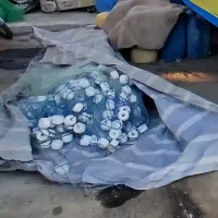 چند عددتورماهی گیری