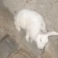 خرگوش نر بزرگ چشم شرابی فوری