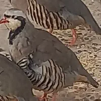 بلدرچین پرورشی