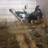 کفتر المانی کرمونی سینه سیاه