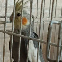 عروس هلندی