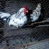 مرغ و خروس گلین جفت حراجی