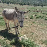 الاغ فروشی
