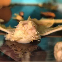 کت فیش( پلکو) پوزه بوته ای خرید دارم