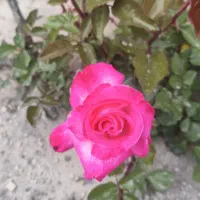 0914/68/69/479